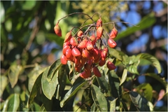 Connarus paniculatus